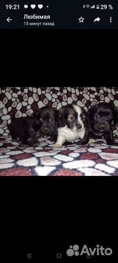 Собака в добрые руки отдам бесплатно