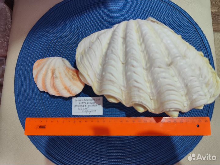 Тридактна элонгата, пара