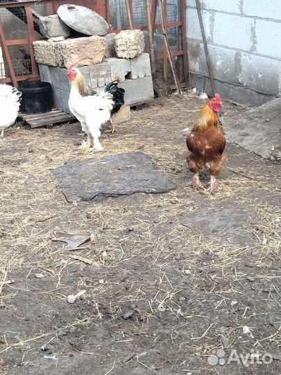 Домашние петушки