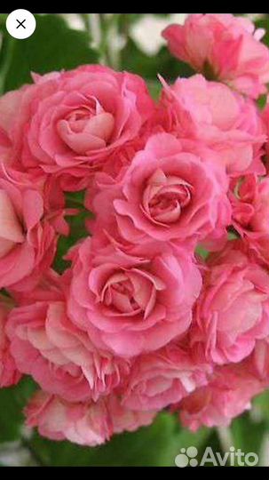 Пеларгония, герань сортовая