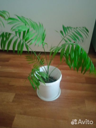 Пальма хамедорея