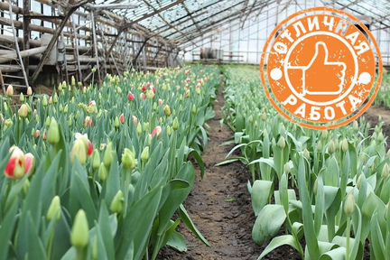 Вахта в Москве упаковщик тюльпанов в теплице