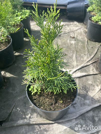 Туя западная Смарагд, Литл Джем