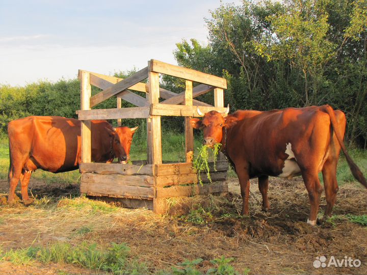 Масло сливочное домашнее