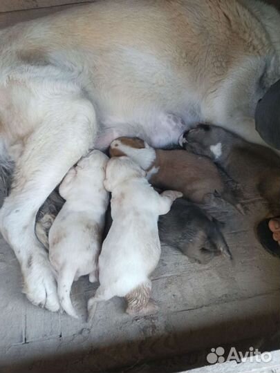 Армянский гампр щенки