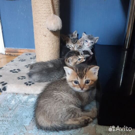 Десант из 9 мимими-воинов готов покорять мир