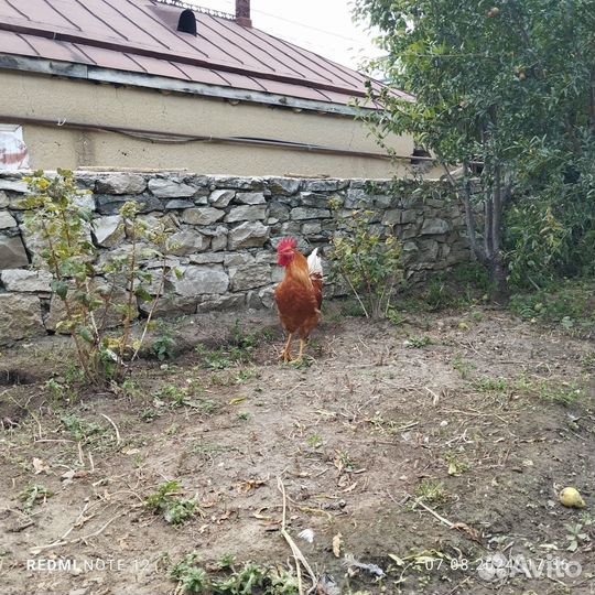 Молодые петухи