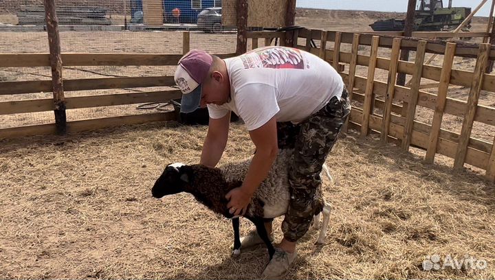 Баран кросс дорпер