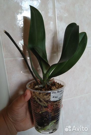 Орхидеи цветущие и не цветущие