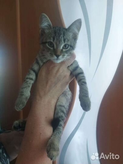 Кошка в дар