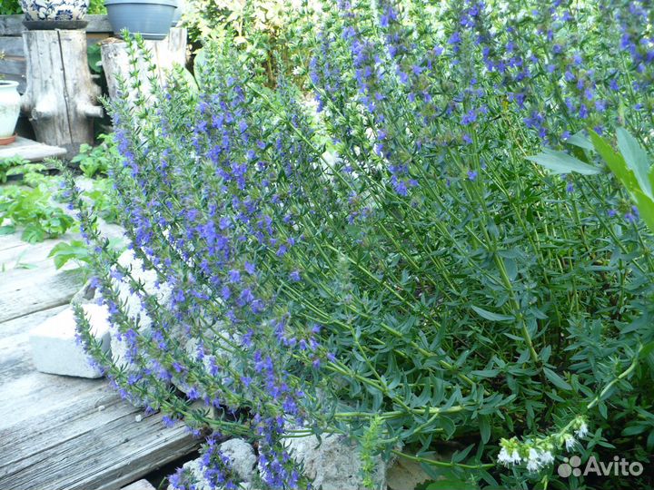 Иссоп лекарственный