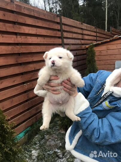 Белоснежные комочки в дар