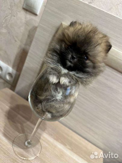 Померанский шпиц мини, микро