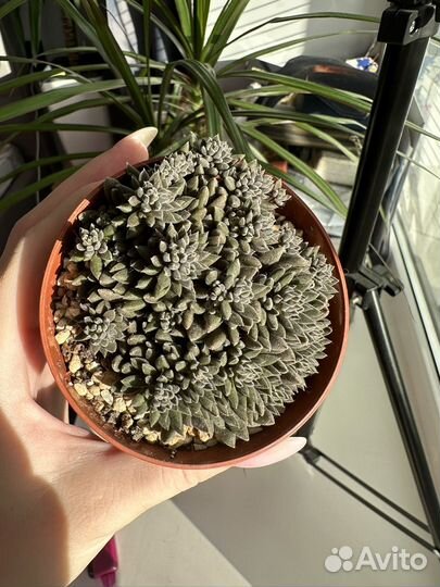 Суккуленты