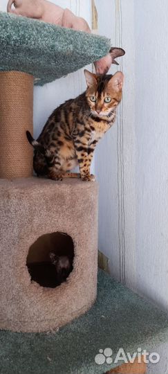 Бенгальская кошка