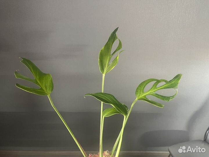 Монстера burle marx flame