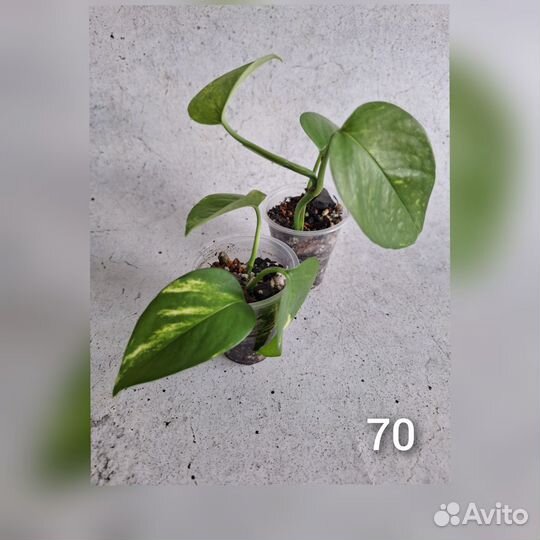 Комнатные растения