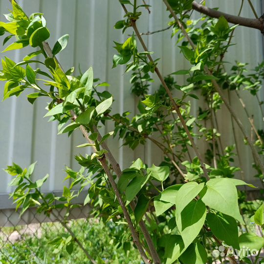 Саженцы фиолетовой сирени