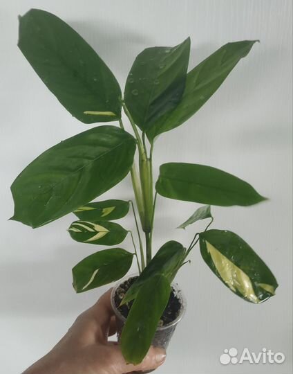 Филодендрон медуза