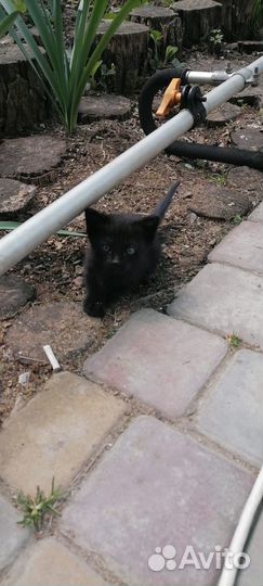 Отдаются котята в добрые руки