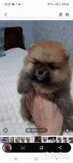 Померанский шпиц мини