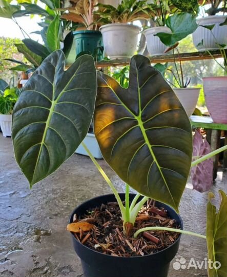 Алоказия голден бон