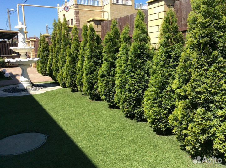 Туя смарагд