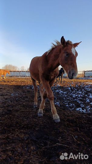 Элитные жеребцы советские тяжеловозы - отьем