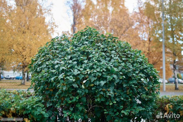 Объектив Sigma AF 30mm f/1.4 EX DC HSM