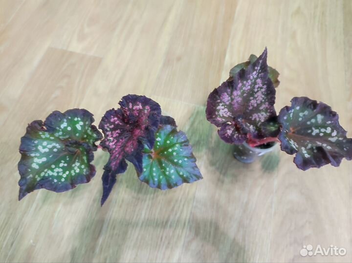 Декоротивно лиственная бегония