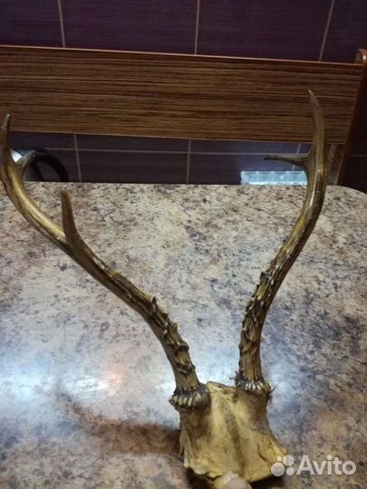 Рога косули