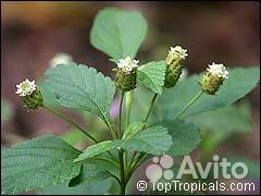 Липпия сладкая травы ацтеков