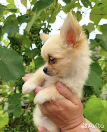 Эксклюзив Чихуа