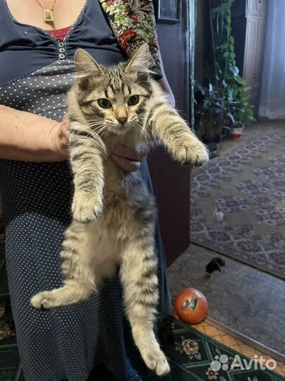 Курильский бобтейл