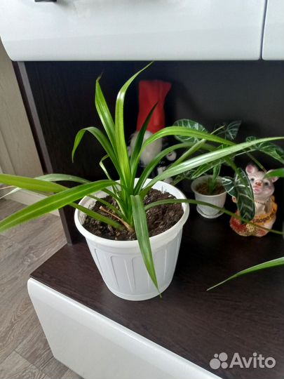 Комнатные цветы