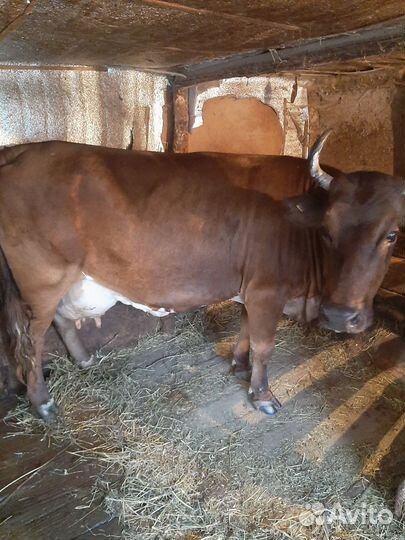 Продаю коров