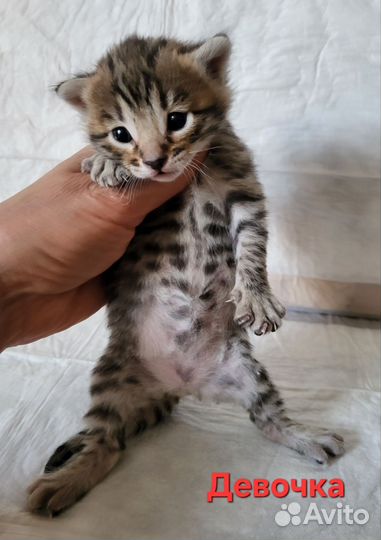 Бенгальские котята