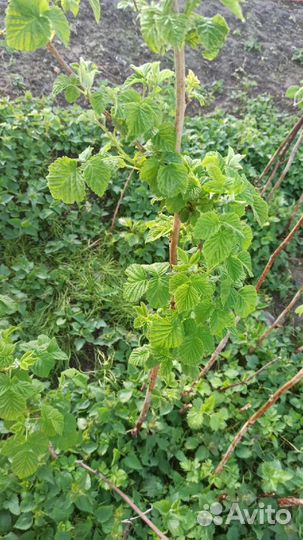 Машина сортовая Усанка