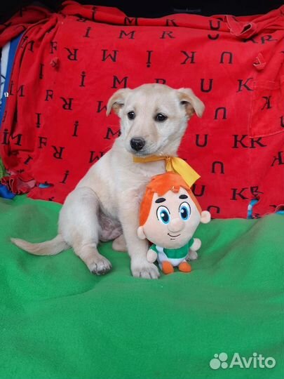 Щенок в дар