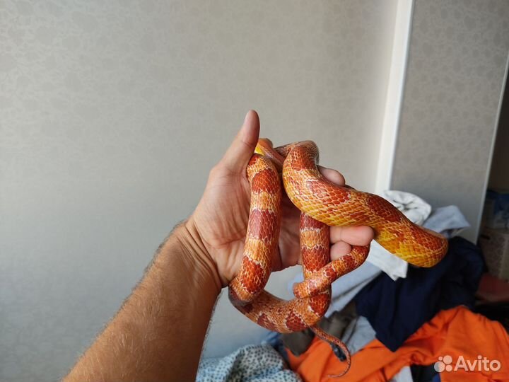 Маисовый полоз