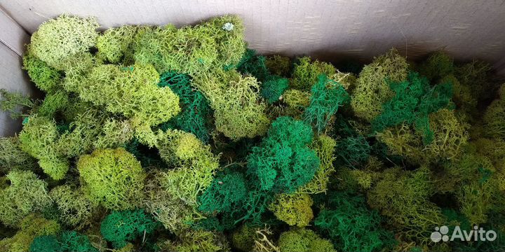 Стабилизированный мох (отходы)