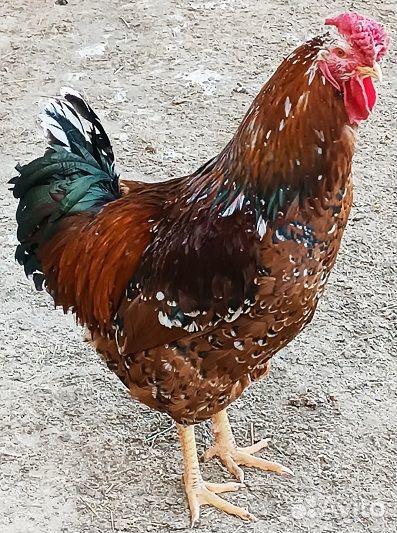 Инкубационное яйцо