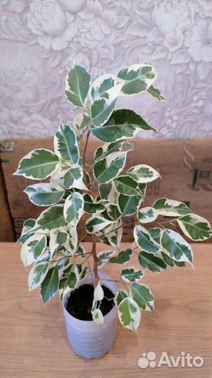 Фикус бенджамина Кинки