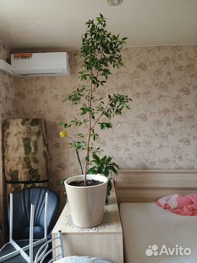 Фикус бенджамина большой
