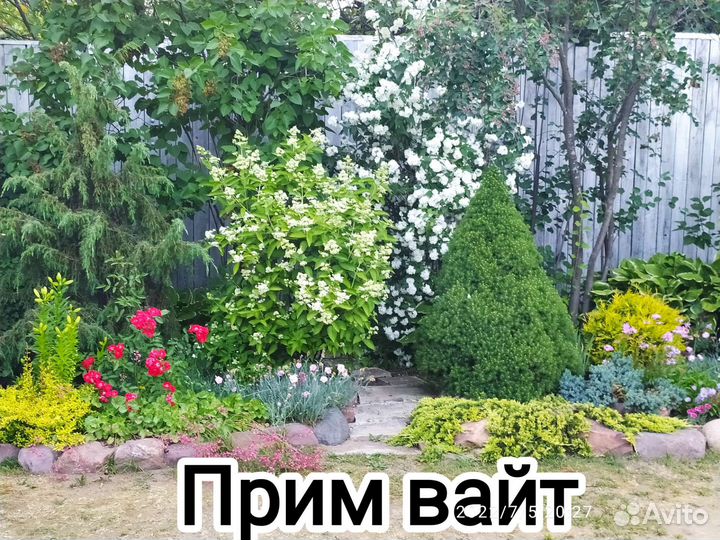 Гортензии метельчатые и древовидные