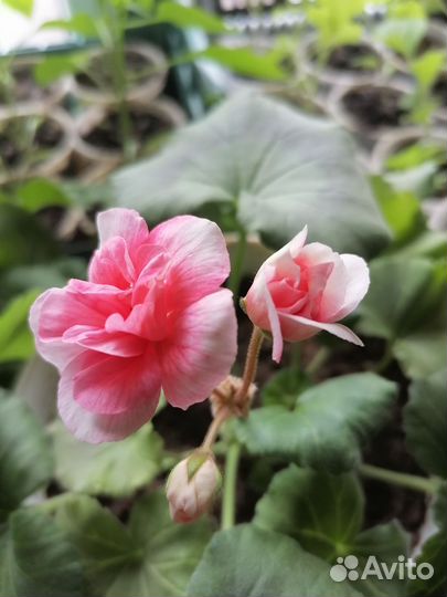 Комнатные растения цветы герань