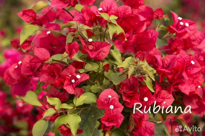 Бугенвиллии