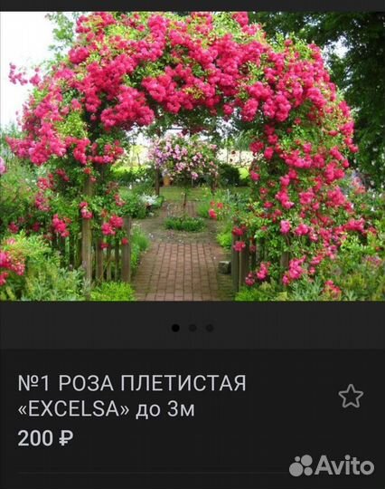 Роза Кристал:белая и почвопокровная