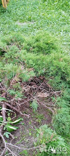 Туя горизонтальная