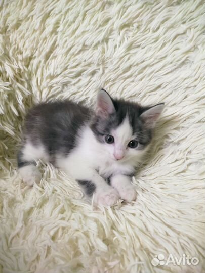 Котопёс